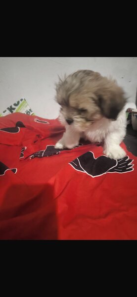 Pui rasa Shih Tzu