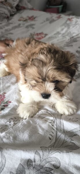Pui rasa Shih Tzu