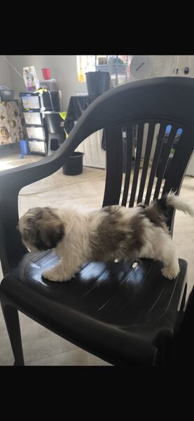 Pui rasa Shih Tzu