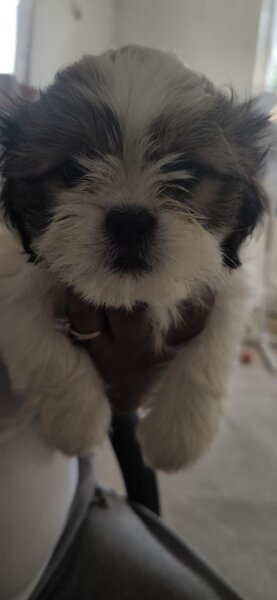 Pui rasa Shih Tzu