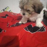 Pui rasa Shih Tzu